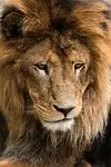 lion, animal, head, mane, predator, nature, wildlife, mammal, dangerous, portrait