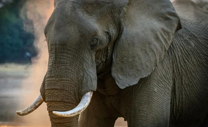 gray elephant